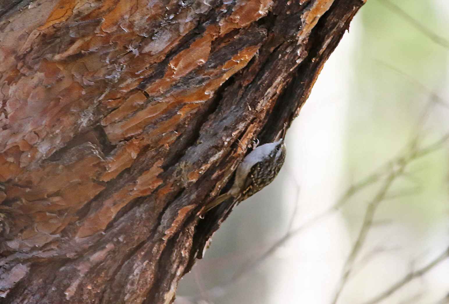 Eurasian Treecreeper